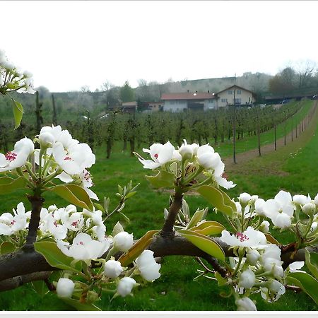 Weingut Ringwald Apartamento Herbolzheim Exterior foto