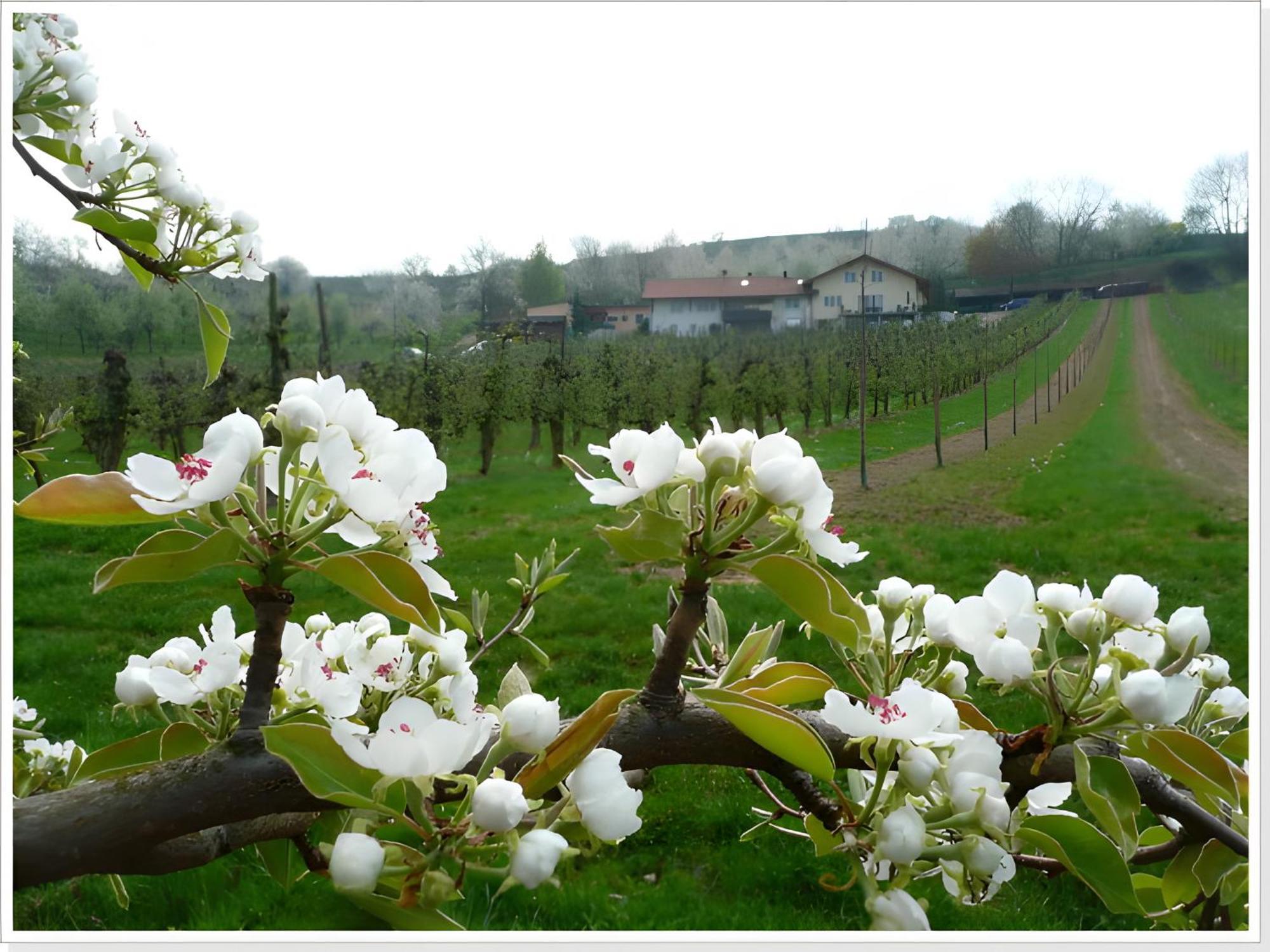 Weingut Ringwald Apartamento Herbolzheim Exterior foto